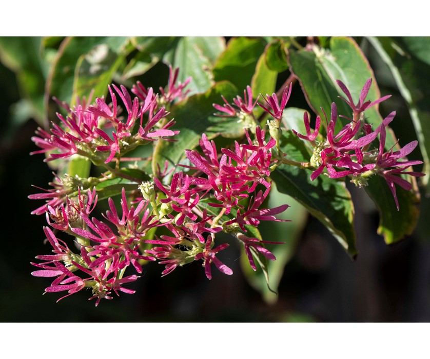 Seven-Son Flower